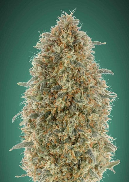 Advanced Seeds - Gorilla Blue